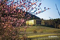 Schloss Villa Ludwigshöhe