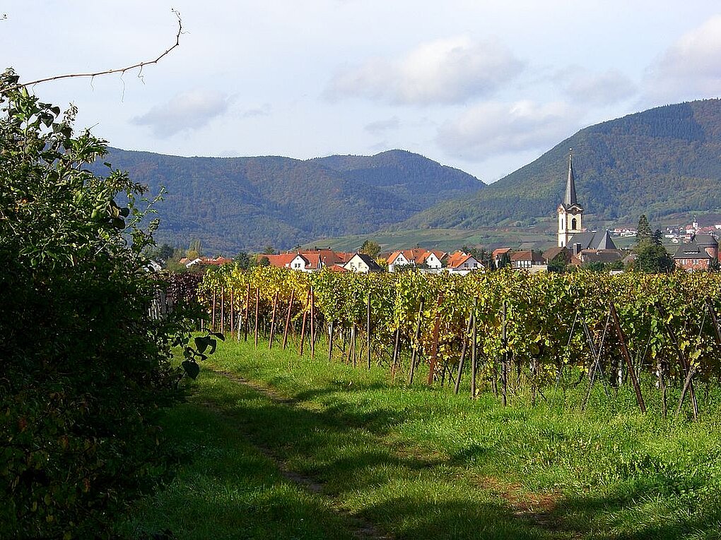 Edesheim inmitten von Weinbergen