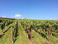 Weingut Erich Braun & Söhne