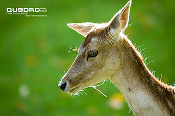Wild und Wanderpark Silz